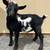 Nigerian Dwarf Goats! 4 thumbnail