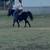Gentle Miniature Pony 8 thumbnail