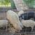Mangalista pigs 5 thumbnail