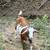 7 nanny goats looking for home 7 thumbnail