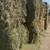 Orchard grass 2 thumbnail