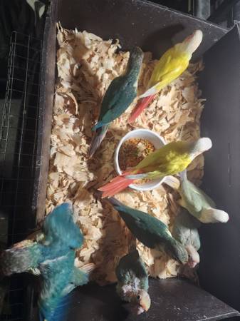 Green Cheek Conure Babys (Brooklyn)63690154266113123
