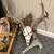 Nice Group of Taxidermy 3 thumbnail