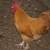 Buff Oprington Rooster 1 thumbnail