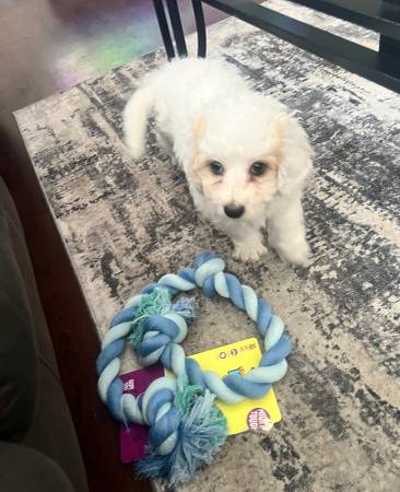 Maltipoo Male $900 (san leandro)63934078983555122