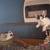 Guinea pigs 1 thumbnail