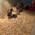 Serama chicks and BYM ducklings 3 thumbnail