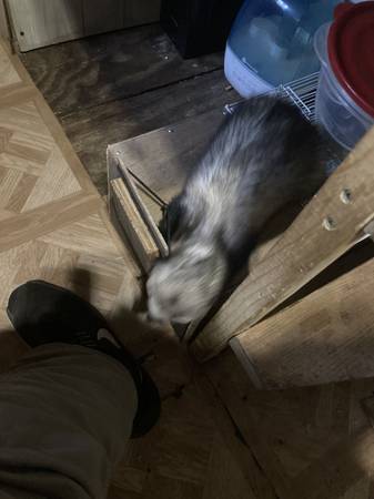 3 ferrets 1 ,5year old white 1 ,4 year brown 1, 4 month old brown male 1