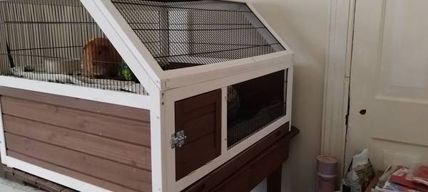 Guinea pig with habitat and accessories, free (Baltimore)64289907040257122