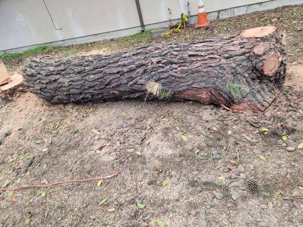 Free Large Pine Log 1