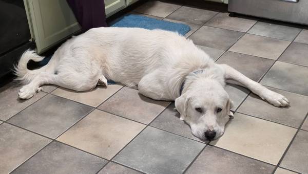 2 yr Old Great Pyraneese Male 1