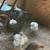 Pollos chicks 3 thumbnail