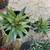 Succulents 5 thumbnail