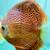 discus fish for fresh water aquarium, tank 3 thumbnail