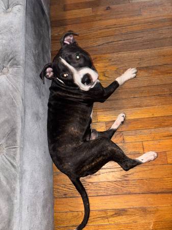Pitbull de 9 meses (Draco) (Bronx)