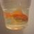 Goldfish 1 thumbnail