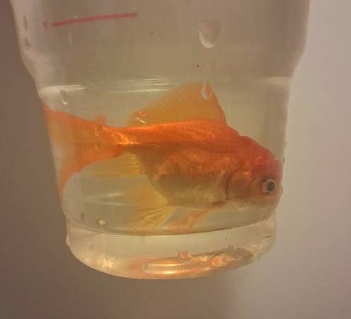 Goldfish 1