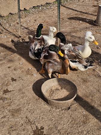 Male ducks and roosters 1