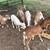 Painted Desert Sheep 1 thumbnail