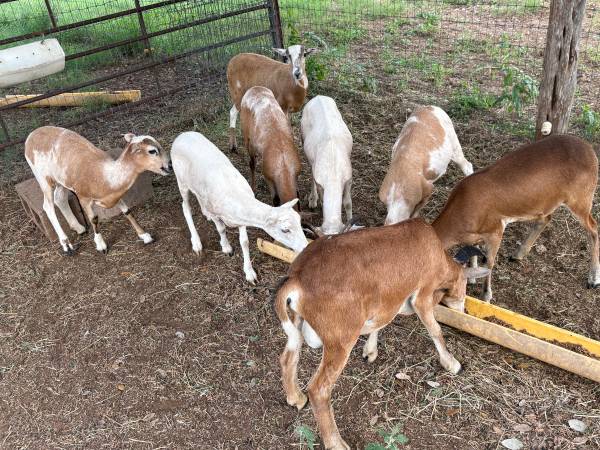 Painted Desert Sheep 1