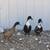 Black Swedish duck 2 thumbnail