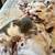 Beautiful kittens 17 thumbnail
