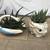 Gasteria & zebra succulents in cute duck & cat ceramic pots 1 thumbnail