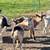 Goats and Ducks 6 thumbnail