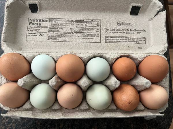 Fresh Chicken Eggs 1