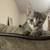 Lovable kittens 2 thumbnail