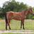 Extremely Reliable, Sweet, Roping/Trail Horse Deluxe 5 yo QH Mare 1 thumbnail