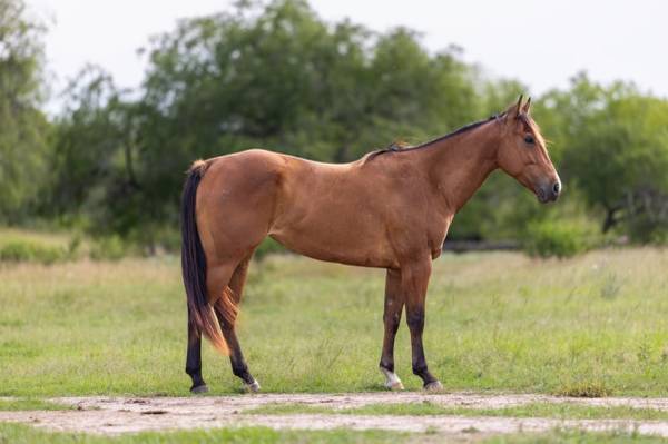 Extremely Reliable, Sweet, Roping/Trail Horse Deluxe 5 yo QH Mare 1