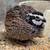 Bob White quail 9 thumbnail