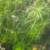 Guppy Grass Aquarium Plant 2 thumbnail