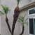 Tree service, Landscaping , Gardening ,Irrigation 7 thumbnail