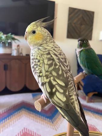 MISSING pearl cockatiel (Phoenix)63967285729666120