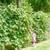 Backyard Berry Bundle! 15 Berry Plants with Free Delivery & 1hr Consultation 5 thumbnail
