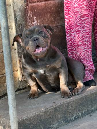 Hembra Exótica Bully (Marlin)63661959354497120