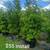 Podocarpus 4 thumbnail