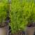 Lemon Cypress 5 thumbnail