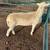 Sheep 1 thumbnail