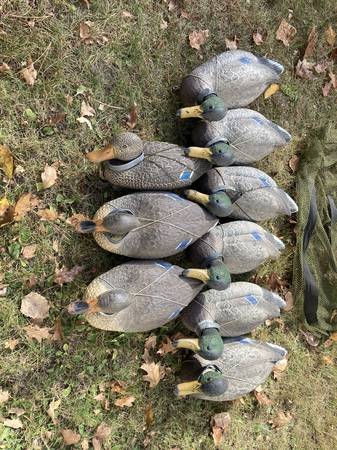 Decoys 1