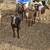 Nigerian Dwarf wethers 2 thumbnail