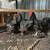 Chickens 13 thumbnail