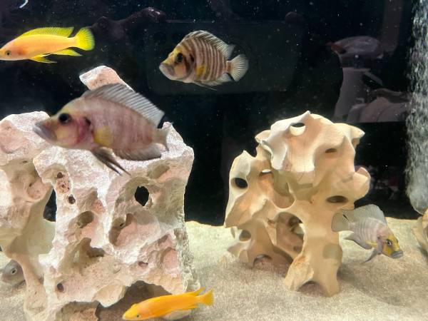 Wild Caught Altolamprogus Compressiceps Gold Head Cichlid 1