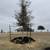 Tree Planting Service/landscaping 9 thumbnail