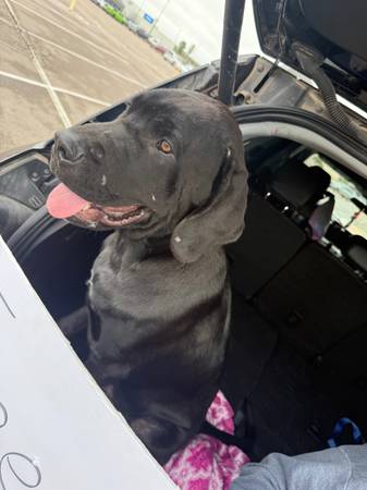 Kane Korso/ lab (Tecumseh)63681505793795120