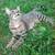 male older kitten 1 thumbnail