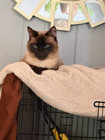 Sweet ragdoll 1