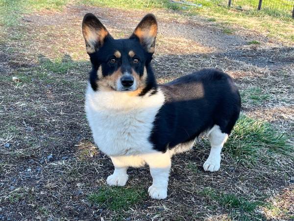 Corgi (White Hall)63924991823874122
